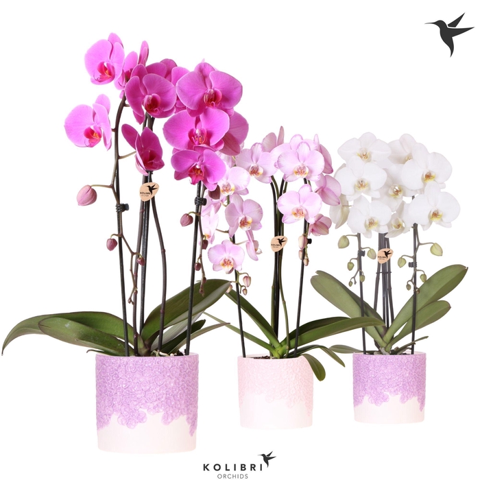 <h4>Kolibri Orchids Phalaenopsis Cascade Niagara Fall mix 2 spike in Bloom pot lila mix</h4>