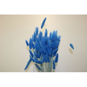 Dried Lagurus Blue