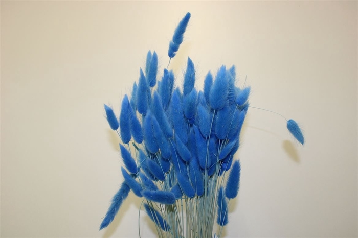 <h4>Dried Lagurus Blue</h4>