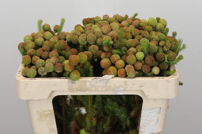 <h4>Kaaps Groen Baubles</h4>