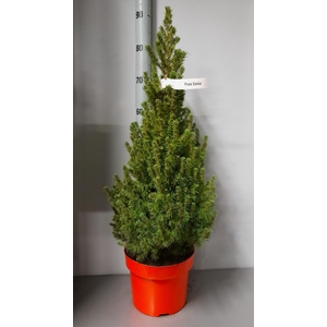 PICEA GL CONICA
