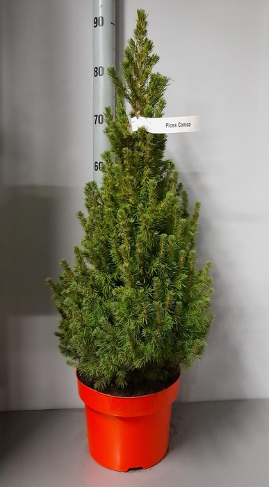 <h4>PICEA GL CONICA</h4>