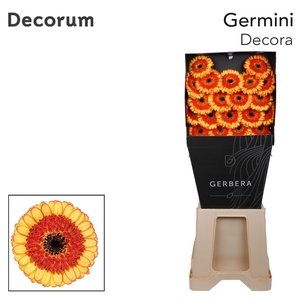 Germini Decora Diamond