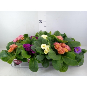 Primula ac. 'Dbl Rubens'  ...mix