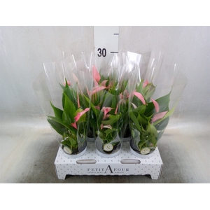 Anthurium andr. 'Lilli'