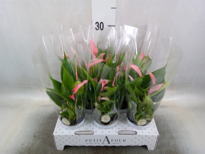 <h4>Anthurium andr. 'Lilli'</h4>