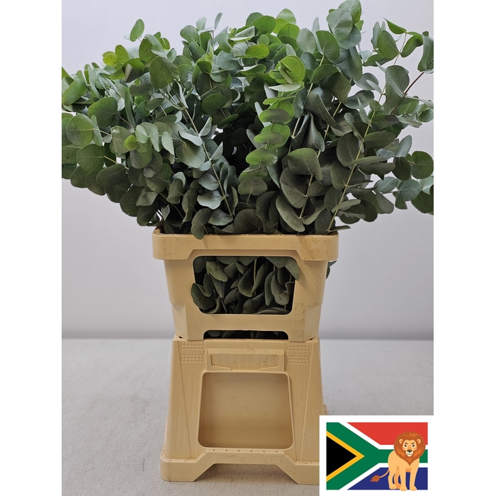 <h4>EUC CINEREA PER STEEL -ZA-SUPER</h4>