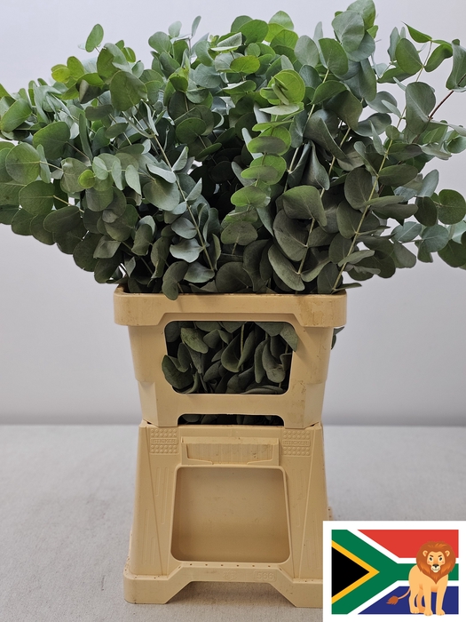 EUC CINEREA PER STEEL -ZA-SUPER