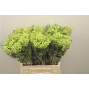 Viburnum Roseum St X60