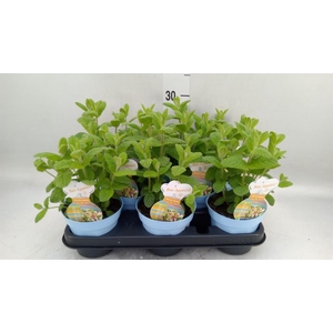 Mentha suaveolens