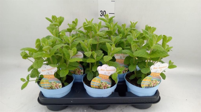 <h4>Mentha suaveolens</h4>