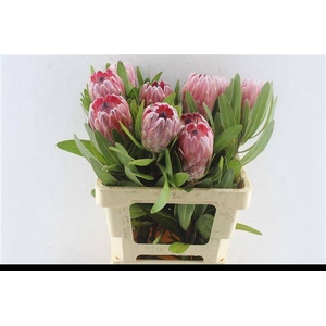 PROTEA PINK ICE