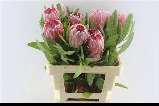 <h4>PROTEA PINK ICE</h4>
