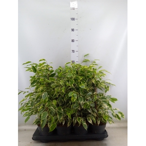 Ficus benja. 'Samantha'