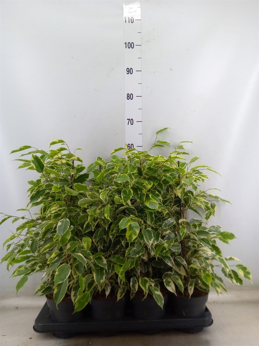 <h4>Ficus benja. 'Samantha'</h4>