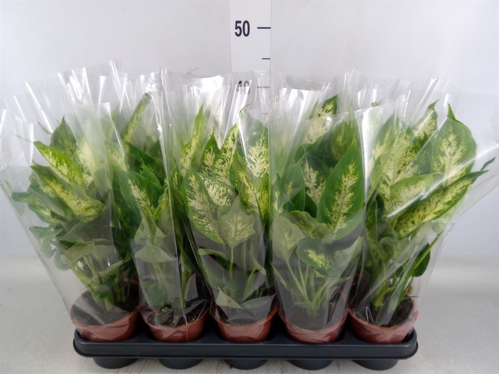 <h4>Dieffenbachia  'Compacta'</h4>