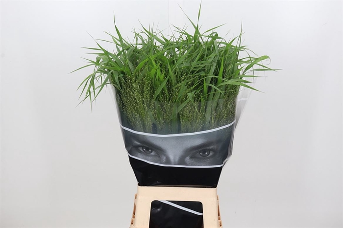<h4>Panicum Fountum</h4>