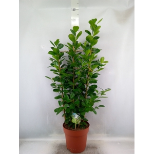 Ficus microcarpa 'Moclame'