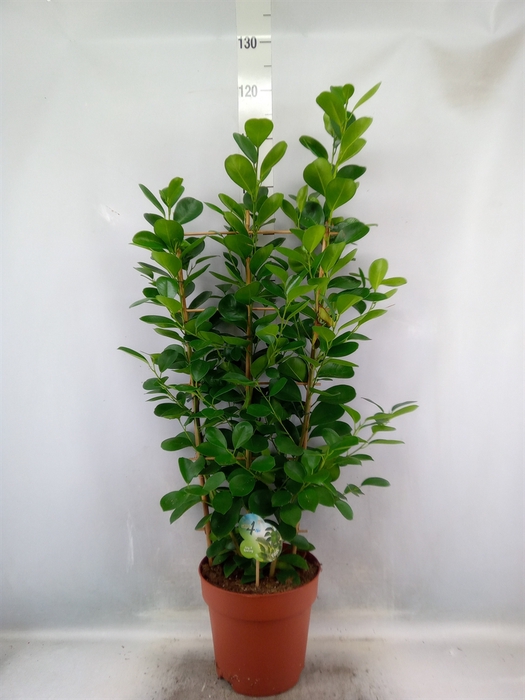 <h4>Ficus microcarpa 'Moclame'</h4>