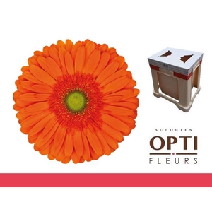 Gerbera Atlanta Water