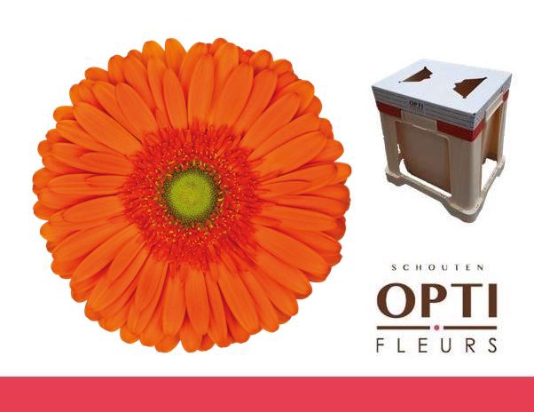 <h4>Gerbera Atlanta Water</h4>