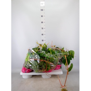 Philodendron scand. 'Brasil'