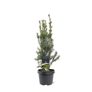 Taxus media 'Hicksii'