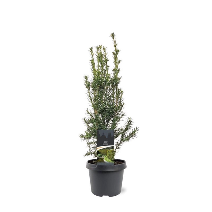 <h4>Taxus media 'Hicksii'</h4>