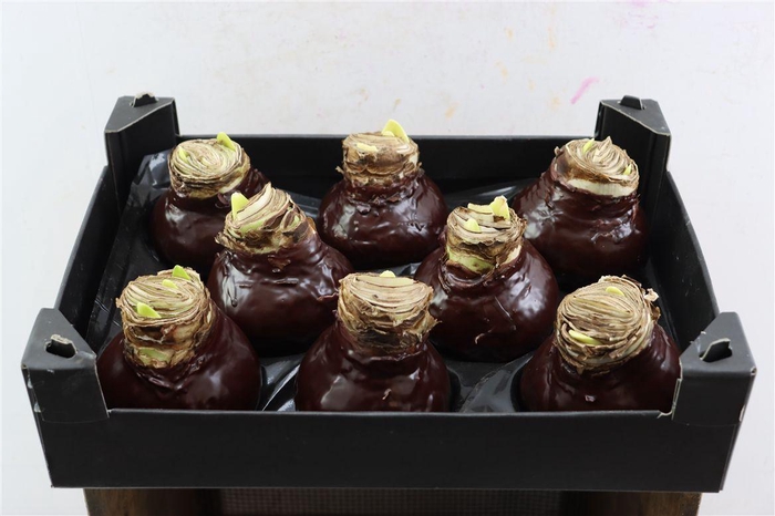 <h4>Wax Hipp Choco</h4>