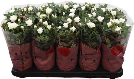 <h4>Ro Alaska Star</h4>