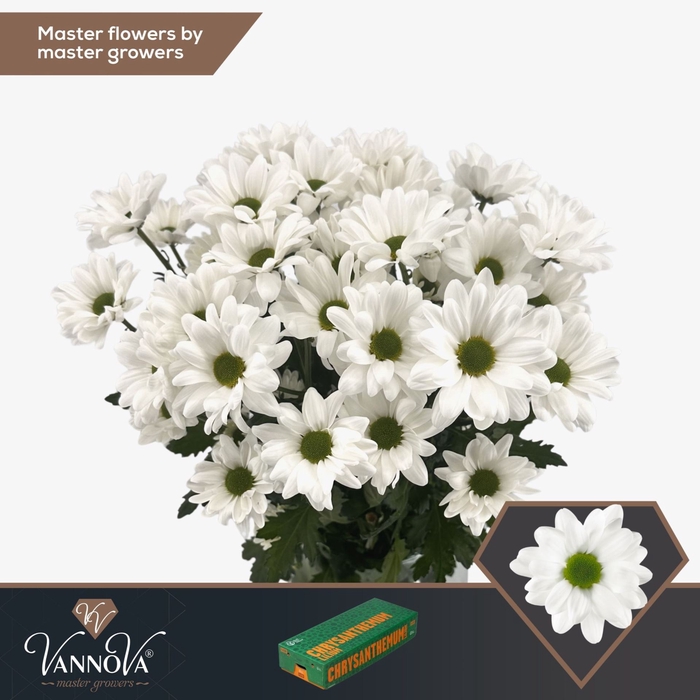 <h4>CHRYSANTHEMUM TR 'CHIC'</h4>