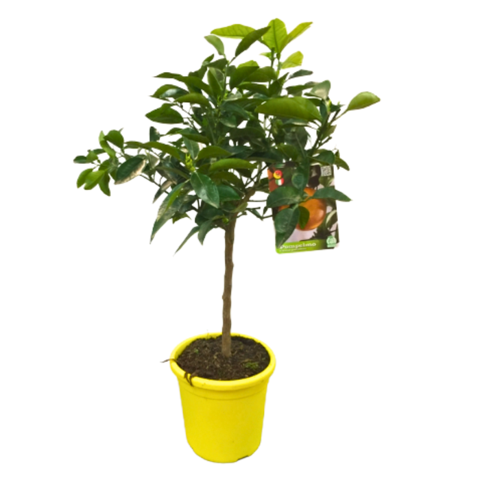 <h4>Citrus x paradisi</h4>