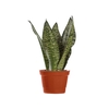 SANSEVIERIA FORMOSA P11
