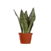 SANSEVIERIA FORMOSA P11