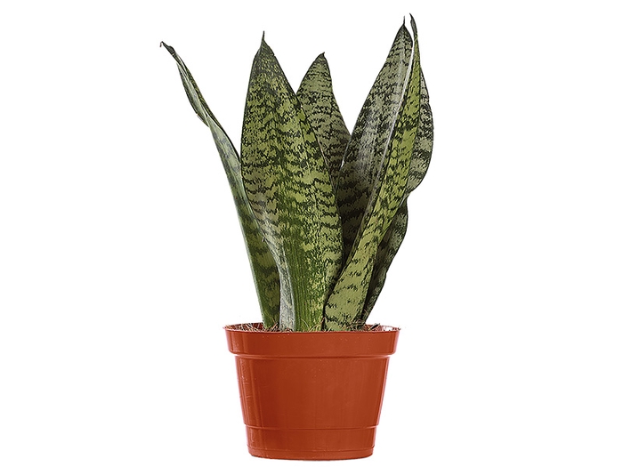 <h4>SANSEVIERIA FORMOSA P11</h4>