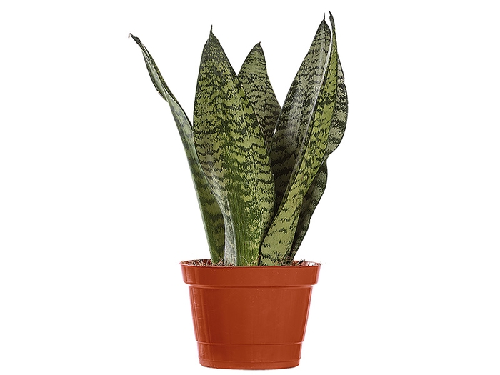 SANSEVIERIA FORMOSA P11