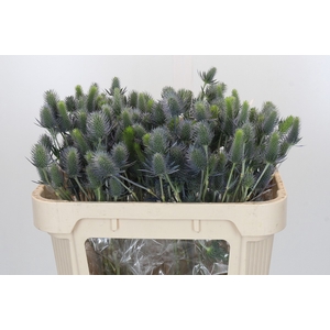 Eryngium Electric Dynamite