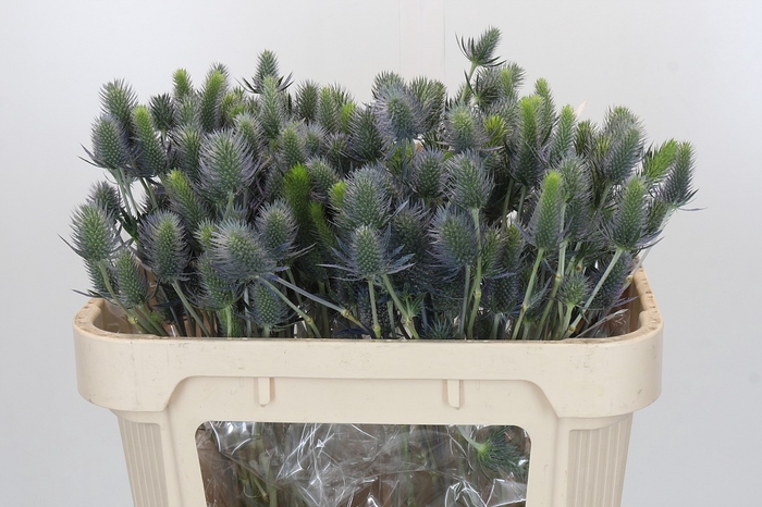 <h4>Eryngium Electric Dynamite</h4>