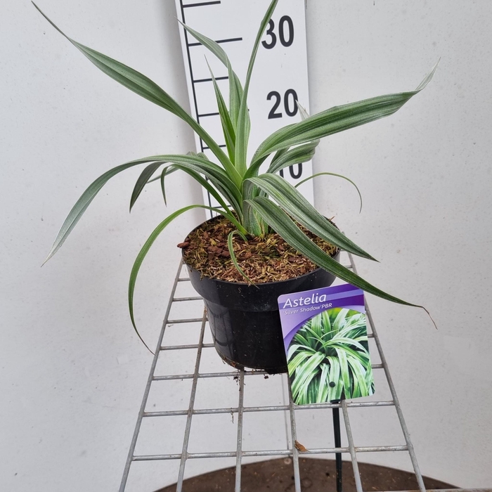 <h4>Astelia nervosa 'Silver Shadow'</h4>