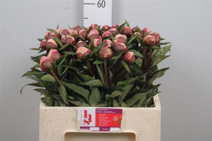 <h4>Paeo Gardenia</h4>