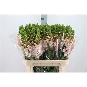 Antir Poto Earl Pink It 90cm