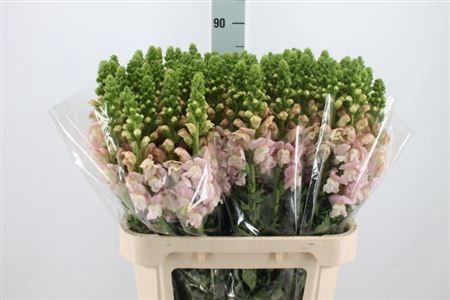 <h4>Antir Poto Earl Pink It 90cm</h4>