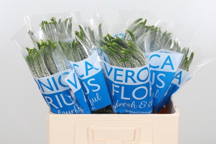 <h4>Veronica Caya Wit</h4>