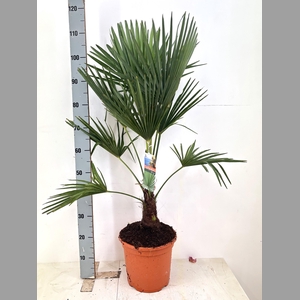 TRACHYC FORTUNEI 120 CM