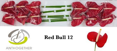 <h4>ANTH A RED BULL</h4>