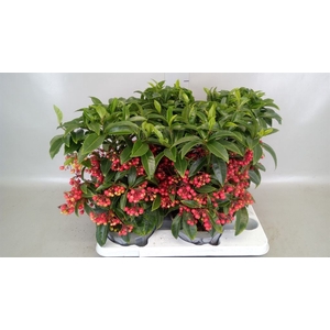 Ardisia crenata