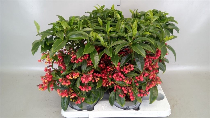 <h4>Ardisia crenata</h4>