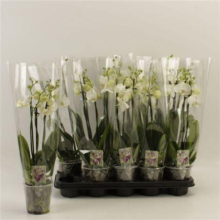 <h4>Phal Ov Wit 3 Branche 14+</h4>