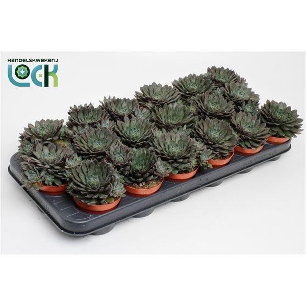 <h4>Echeveria Rondo</h4>