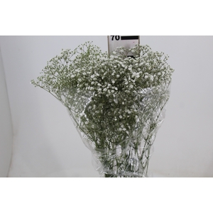 GYPSOPHILA DYNAMIC LOVE 070 CM